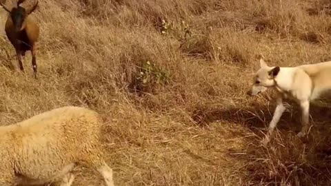 Pastoreio de cabras com a ajuda de cães