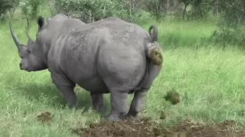 A real day of shit: Explained by Rhino !