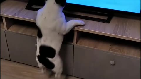 Funny dog video🤣watching tv show