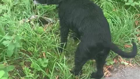 funny dog can’t bury stick, sarcastic owner