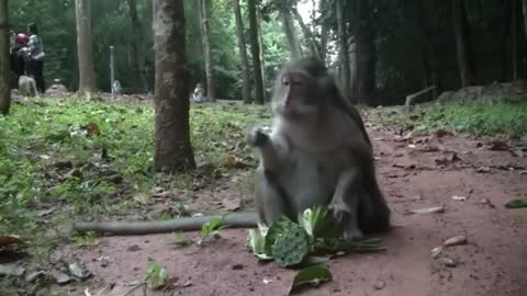 funny monkeys watch the video WERRY FUNNY