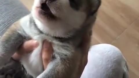 Adorable Huskie puppy howls