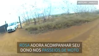 Papagaio acompanha motociclista em viagem