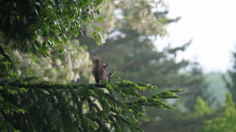 Footage of a cute little squirrel looking for food on a rainy day.