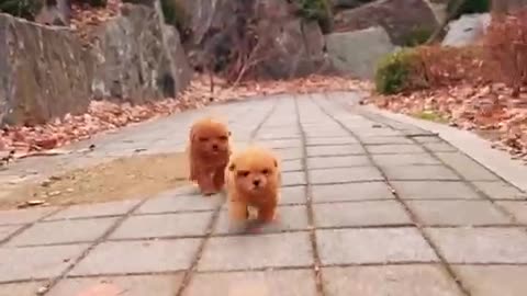 Cute dogs - cachorros fofinhos.