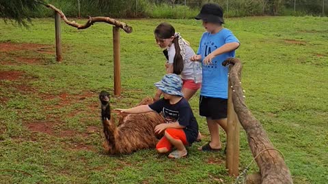 Kids meet a Emu