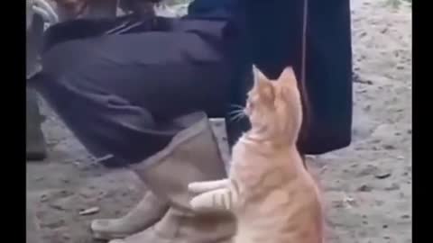 cat demanding milk from the source