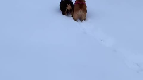 Bulldogs or Snow Bunnies?