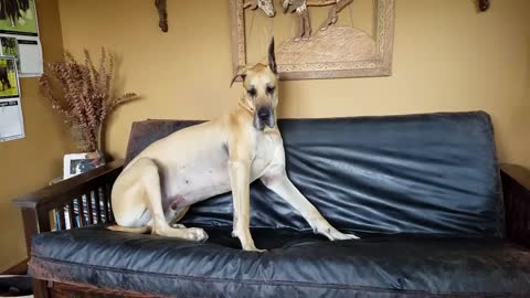 Great Dane doesd soem crazy moves on the couch