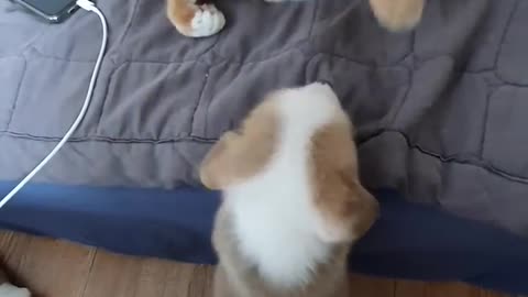 A real cat punch and a baby Welsh Corgi