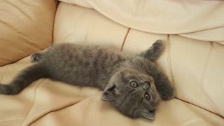 British shorthair kitten chilling on a sofa
