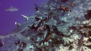 Sharks attack in feeding frenzy for scuba divers at Truk Lagoon.