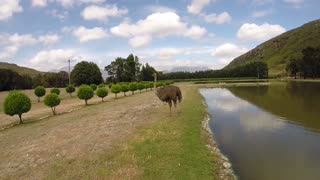 Huge ostrich makes "enemies" at the park