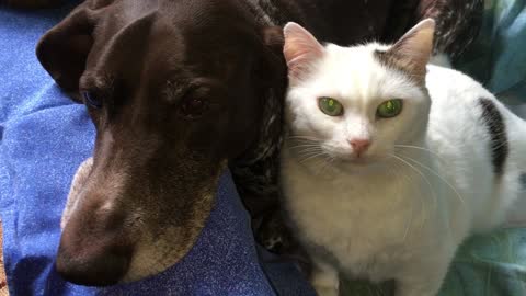 Dog unimpressed with overly affectionate cat