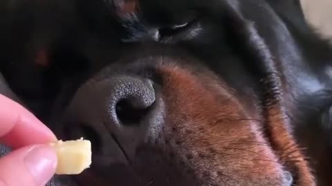Rottweiler eats cheese in sleep!!