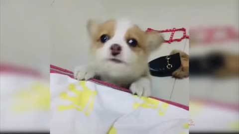 Cute funny dogs that will suprise you