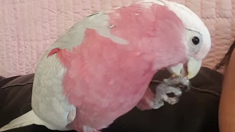 Cockatoo Laughs at Ma for Suggesting He Eat More Cracker and Make Less of a Mess