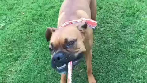 Tug! Tug! Tug!