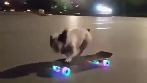 Smart Dog Goes Skateboarding