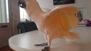 Misha the Moluccan cockatoo talking to kids