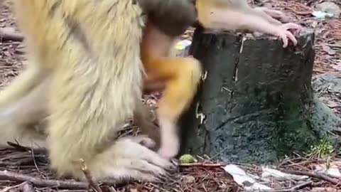 Mom teaching baby to walk🐵🙈