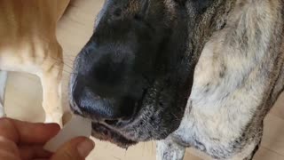 Great Danes and Terrier begging for ice cubes