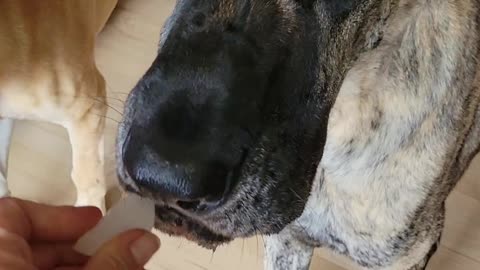 Great Danes and Terrier begging for ice cubes