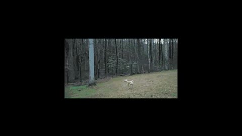 Doggie Videos - Version 2