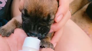Bottle Feeding a Tiny Puppy