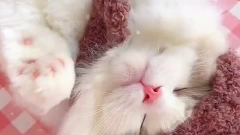 Cute Cat In Her Beauty Sleep