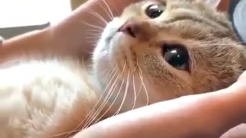 Soft Kitty Receiving Affection in the Little Ears