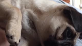 Adorable Pug puppy wants a biscuit!!