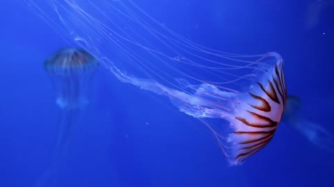 Group Of Jellyfish Swimming Underwater At Display In An Aquarium