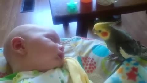 cockatiel gives kisses and sings to a sleeping baby 2021