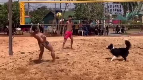 Watch this dog playing volleyball.