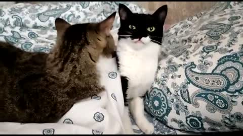 Funny and cute cats - The cat licks the cat