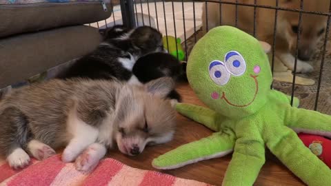 Small sleeping dogs -