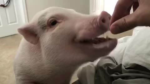 Pickle the Mini Pig loves to eat jelly beans