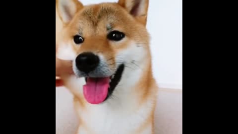 Shibe gets Bamboozled