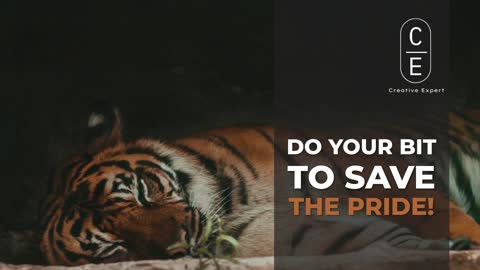 3 Ways You Can Contribute To Saving Tiger