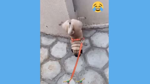 Try don't laugh! Some dog funny clips