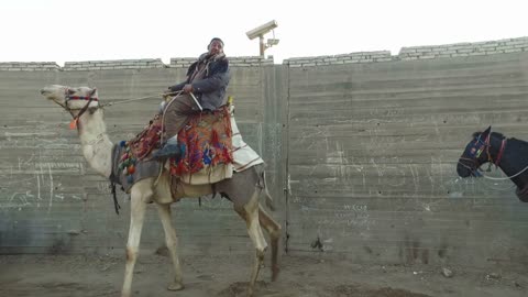 Local man riding a camel in Giza