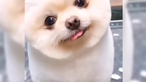 Cutest White dog is shaking head and smiling - dog sticking tongue out