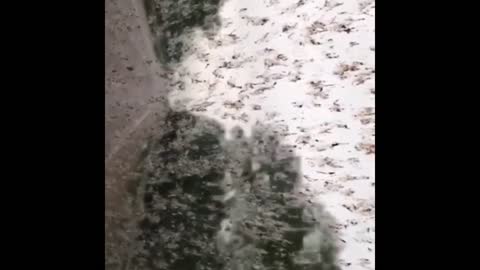 Bugs hitting windshield on the way out of town!