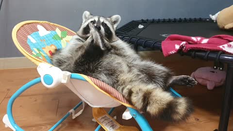 Raccoon is lying down comfortably, trimming his beard neatly and organizing his nails and nails