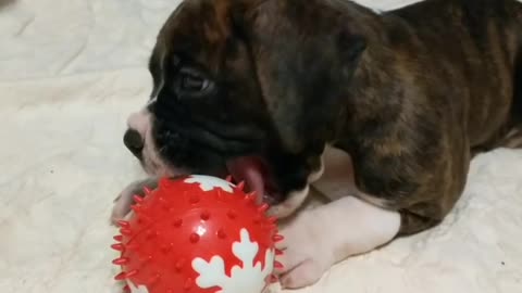 Boxer puppy chewing on ball