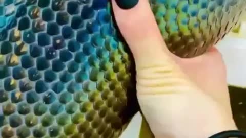 Beautiful snake