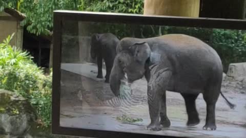 Elephant finding food