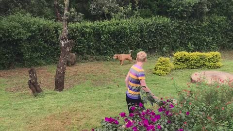 Dog Chasing off a Baboon