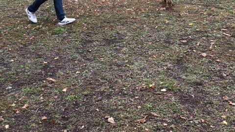 Happy Puppy is play's with his owner